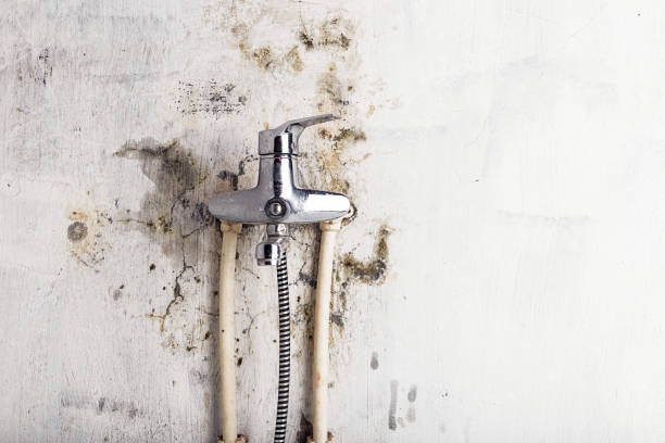 Best Affordable Mold Removal  in Olathe, KS