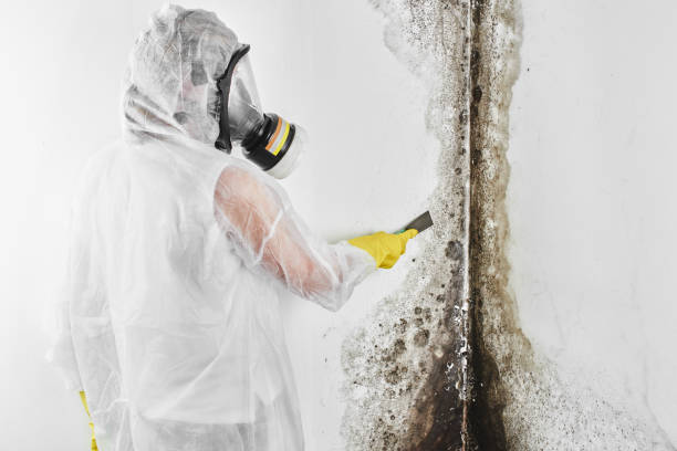 Best Professional Mold Removal  in Olathe, KS