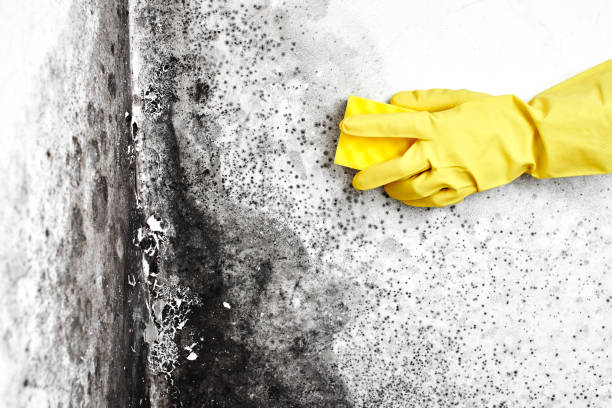 Best Mold Remediation Experts  in Olathe, KS