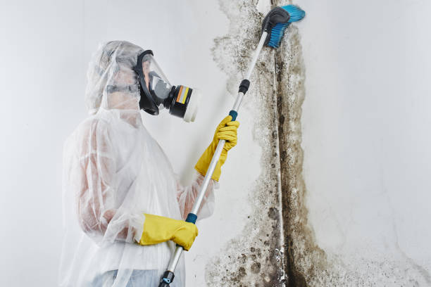 Home Mold Removal in Olathe, KS