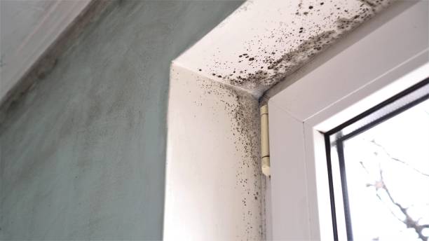 Best Local Mold Removal Service  in Olathe, KS