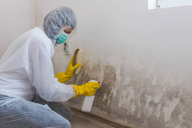 Best Mold Damage Repair  in Olathe, KS