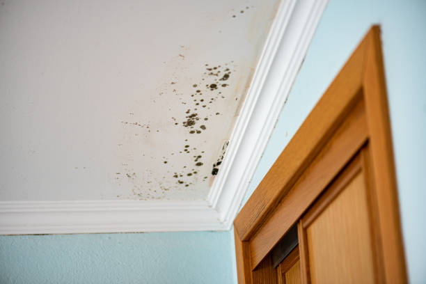 Trusted Olathe, KS Mold Removal Experts
