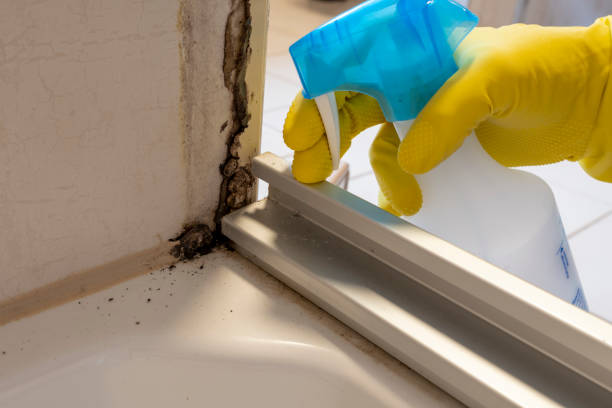 Best Fast Mold Removal  in Olathe, KS