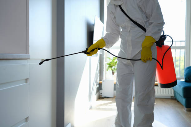 Best Local Mold Removal Service  in Olathe, KS