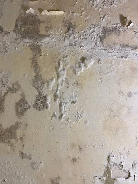 Best Mold Testing  in Olathe, KS